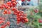 Raindrops on bunches of red viburnum. Warm cozy autumn. Kalina is a symbol of Ukraine