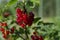 Raindrops on bunches of redcurrant berries that grow on a green bush in the garden