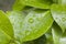 Raindrops on Camellia Leaves