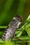 Raindrops caught on a horsefly