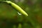 raindrops on chilies