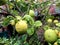 Raindrops on citrus tree with buds in southerrn Wales