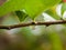 Raindrops clinging to a branch of a plant