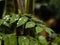 Raindrops clinging to the leaves