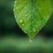 Raindrops on a close up leaf, natures exquisite detail in focus