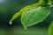 Raindrops on a close up leaf, natures exquisite detail in focus