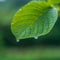 Raindrops on a close up leaf, natures exquisite detail in focus