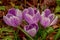 Raindrops of a Cluster of Purple Crocus Flowers