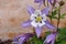 Raindrops on a Columbine