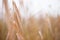 Raindrops on common reed leaves