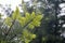 Raindrops on Conifer Branch