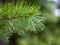 Raindrops on coniferous branches