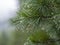 Raindrops on the coniferous branches of the Siberian cedar. Siberian taiga Western Sayan