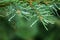 Raindrops on a coniferous tree, fir