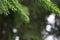 Raindrops on a coniferous tree, fir