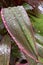 Raindrops on Cordyline leaves