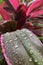 Raindrops on Cordyline leaves