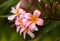 Raindrops Covered Plumeria