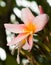 Raindrops Covered Plumeria