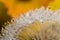 Raindrops on dandelion and daffodils in the background