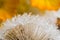 Raindrops on dandelion and daffodils in the background