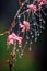 raindrops on a delicate spiderweb among flowers