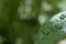Raindrops / dew on the tropical leaf, closeup
