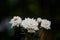 Raindrops down on the white rose black background.