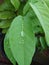 Raindrops dripping on green leaves