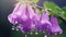 Raindrops dripping from wet lilac campanula hanging on plant branch