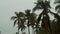 Raindrops fall against palm trees in tropical monsoon.
