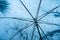 Raindrops fall on clear umbrellas under a dry tree branch and heavy rain thunderstorm