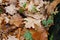 Raindrops on fallen autumn foliage