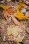 Raindrops on fallen maple leaf