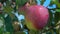 Raindrops are falling on the large ripe red apples on the tree branch