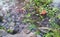 Raindrops falling on puddle with grass