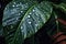 raindrops falling on a wide tropical leaf