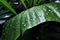 raindrops falling on a wide tropical leaf