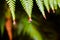 Raindrops on a fern leaf