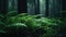 Raindrops on Ferns in Lush Green Forest, Serene Nature Backdrop