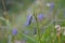 Raindrops on Flowers