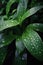 raindrops on fresh green leaves