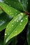 raindrops on fresh green leaves