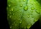 raindrops on fresh green leaves on a black background. Macro shot of water droplets on leaves. Waterdrop on green leaf after a