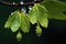 raindrops on fresh spring leaves and buds