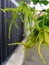 raindrops on fresh yellow ylang ylang flowers