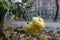 Raindrops froze on the flowers