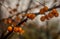 Raindrops glisten on sea buckthorn berries