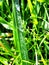 Raindrops glisten in the sun on the grass.