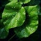 Raindrops Glistening on Leaves